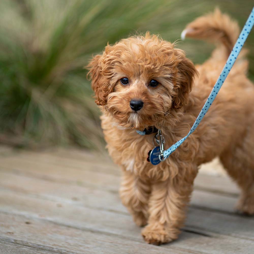 about cavoodle dogs new zealand