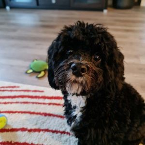 oreo-cavoodle-dogs-auckland-nz