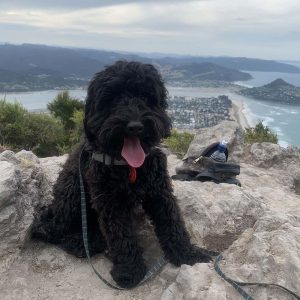 parents-of-our-cavoodle-puppies-for-sale-auckland-nz
