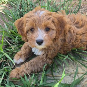 poodle-cavalier-cross-cavoodle-puppies-new-zealand