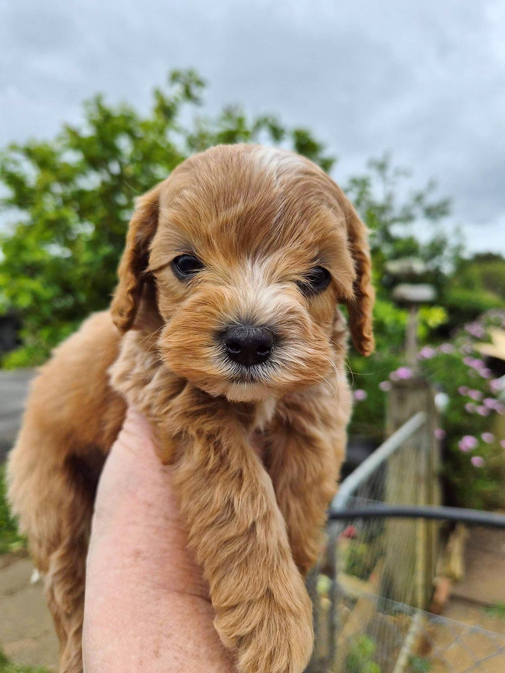 cavoodles auckland new zealand puppies for sale