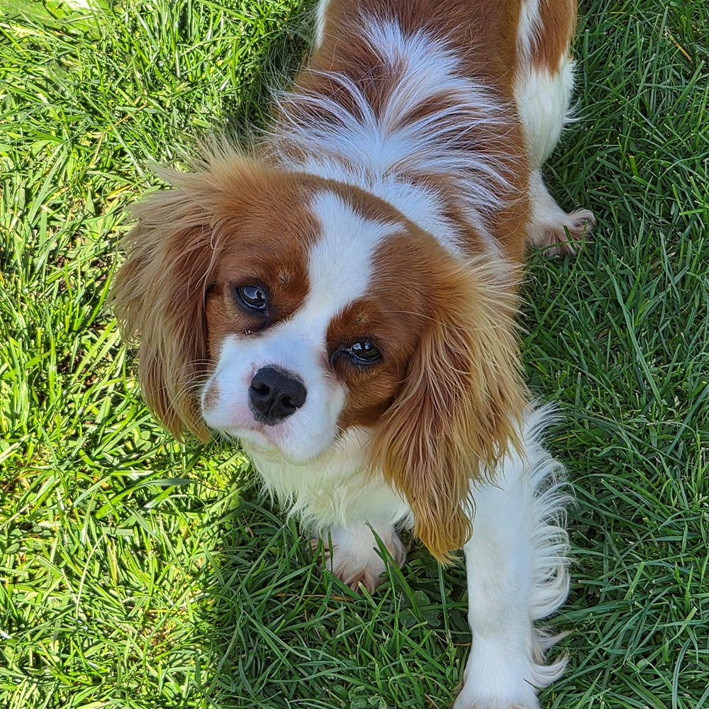 coco cavoodles auckland cavoodle dog breeder new zealand